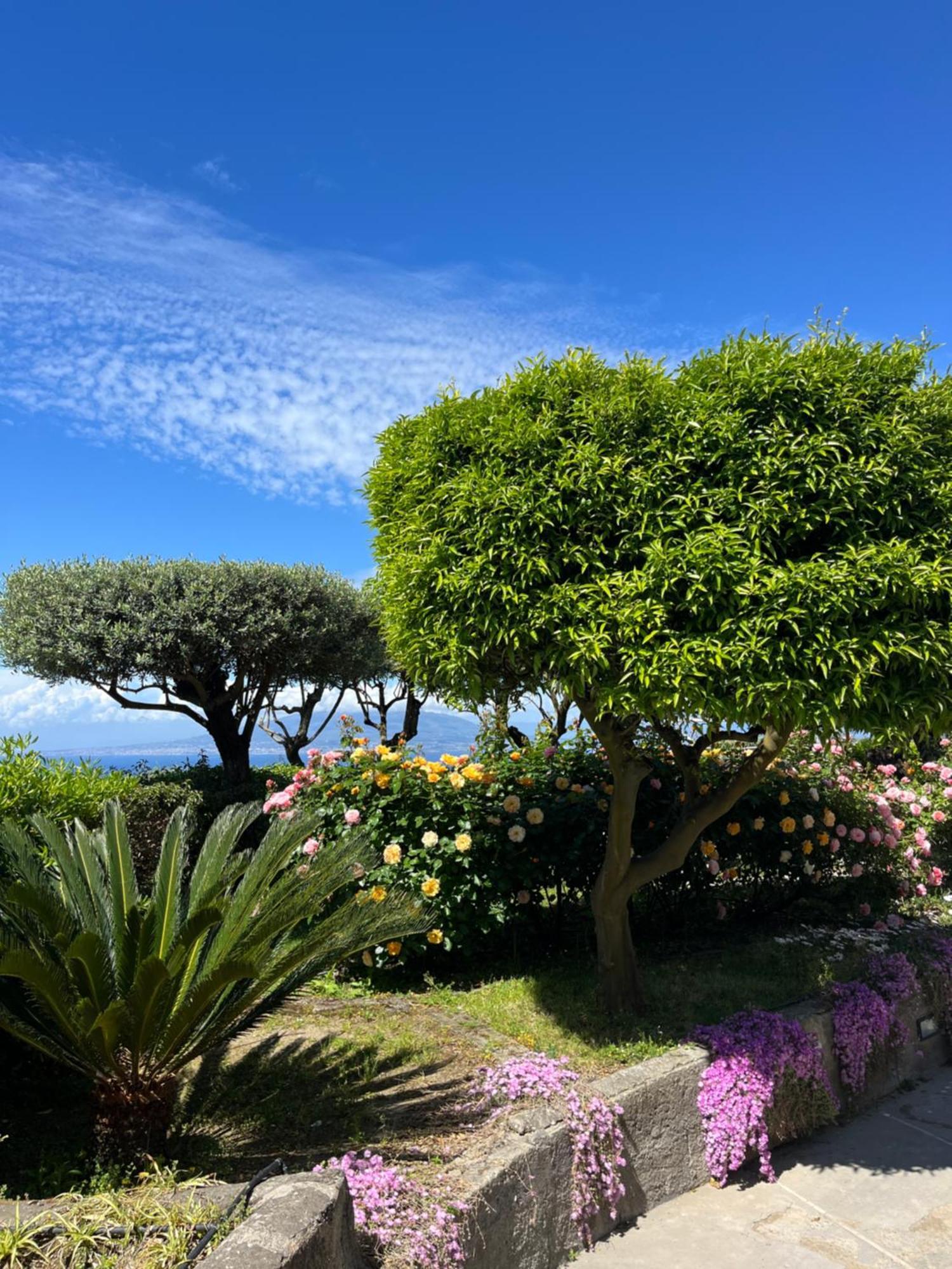 Hotel Sorrento Olive Tree Garden Exteriér fotografie